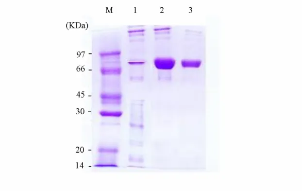 Figure 2. SDS-PAGE for determination of human PAPS synthetase. Lane 1  represented the extract induced by IPTG
