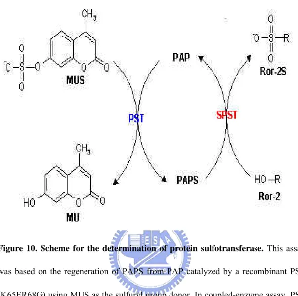 Figure 10. Scheme for the determination of protein sulfotransferase. This assay  was based on the regeneration of PAPS from PAP catalyzed by a recombinant PST  (K65ER68G) using MUS as the sulfuryl group donor