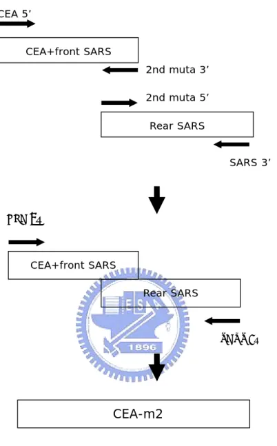 Figure 2. The scheme of m2, m3 plasmid construction. 