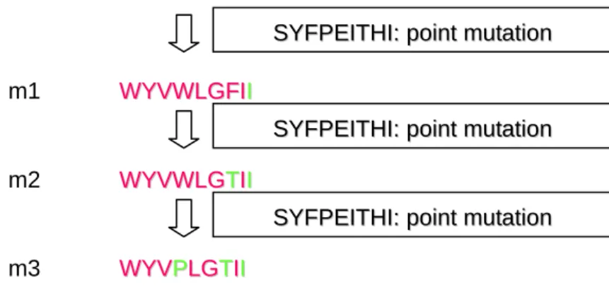 Table 3. The flow chart of mutagenesis. First, the epitope sequence is predicted. Then,  every amino acid within the predicted epitope is substituted to gain higher affinity between  the MHC molecule (H2-Kd) and the epitope