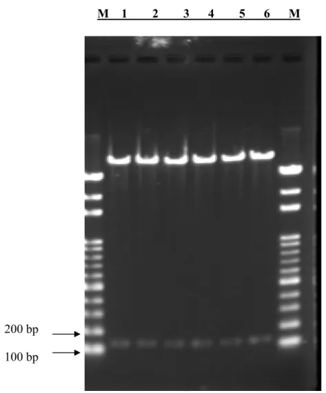 Figure 4. Restriction enzyme digestion of the pAAV-CEA construct without a stop codon