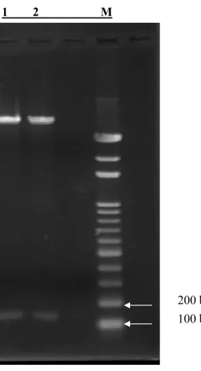 Figure 6. Restriction enzyme digestion of the pAAV-CEA-m1 construct. The plasmid was  digested by XbaI and HindIII into a 174 bp  fragment