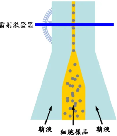 圖 2-8  流式細胞儀的流動室剖面圖，利用流體動力聚焦，使單一細胞通過雷射激 發區。 