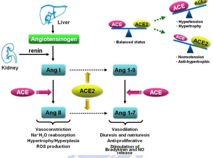 Figure 1-1. Schematic represents conversion of angiotensin peptides and balance between  ACE/ACE2 in RAS