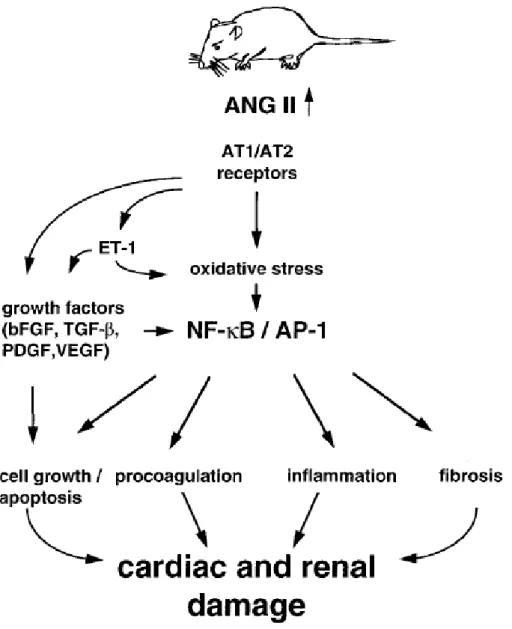 Figure 1-2. Abnormal Ang II generation results in cardiac and renal damage.    Ang II 