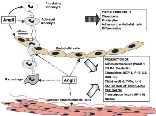 Figure 1-3. Role of Ang II in the inflammatory response in vascular injury.    Ang II activates  mononuclear cells, causing direct chemotaxis and proliferation