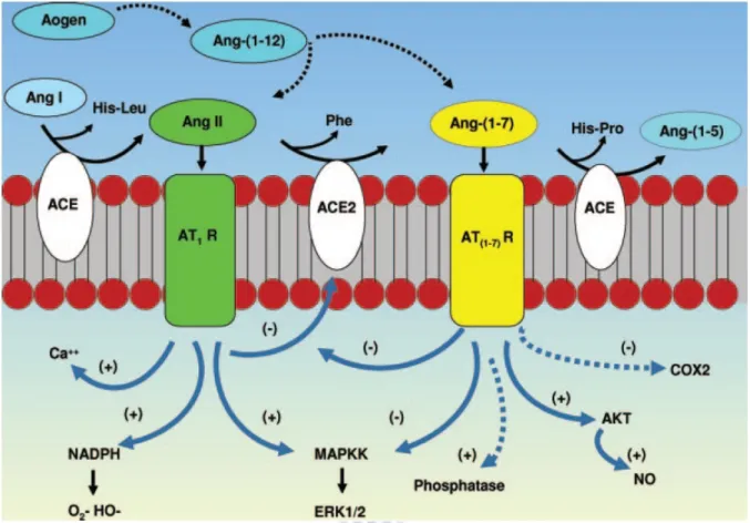 Figure 1-5. Cascade of the processing of angiotensin peptides and their interaction with AT1R  and Ang 1-7 receptor systems