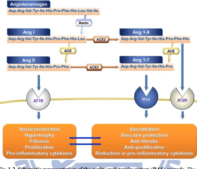 Fig. 1-2. Schematic representation of the renin-angiotensin system (RAS) cascade. The  significant counterregulatory axes of the RAS are composed by ACE-Ang II-AT1R and  ACE2-Ang 1-7-Mas