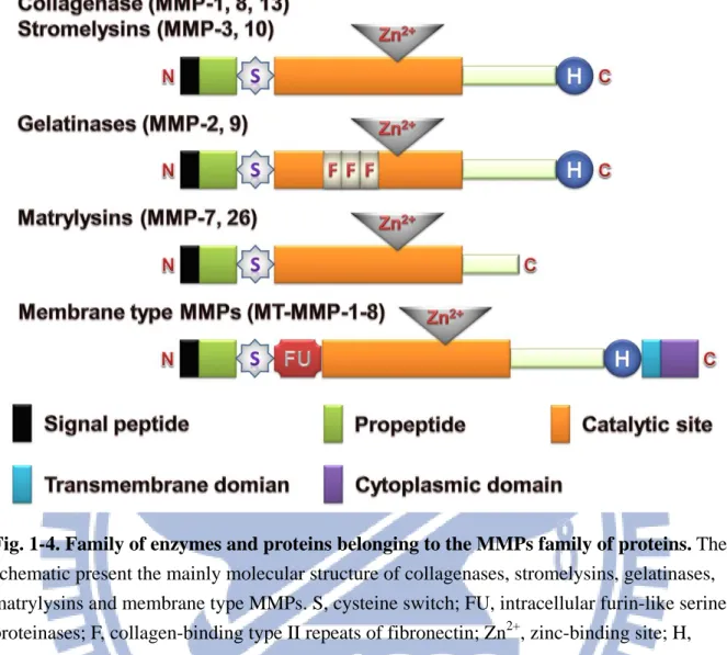 Fig. 1-4. Family of enzymes and proteins belonging to the MMPs family of proteins. The  schematic present the mainly molecular structure of collagenases, stromelysins, gelatinases,  matrylysins and membrane type MMPs