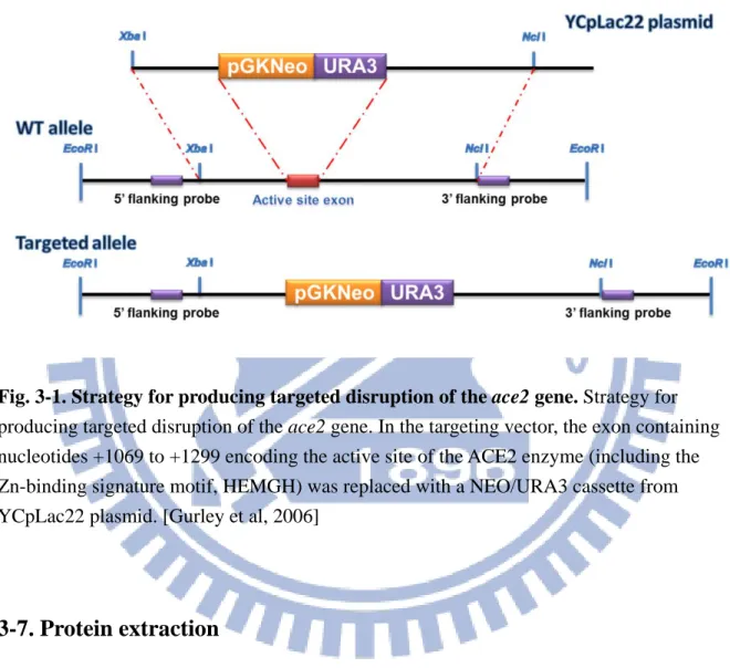 Fig. 3-1. Strategy for producing targeted disruption of the ace2 gene. Strategy for  producing targeted disruption of the ace2 gene
