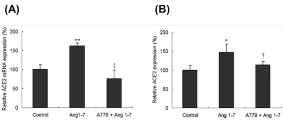 Fig. 4. Expression of ACE2 in HCF cells following Ang 1–7 treatment. The effect of Ang 1–7 on ACE2  mRNA and protein expression was examined by RT-PCR (A) and western blotting (B), respectively