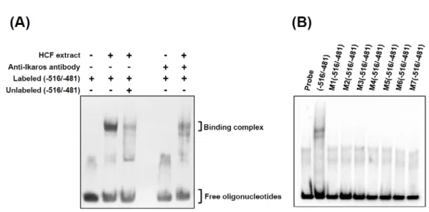 Fig. 10. Mobility shift electrophoresis of the double-stranded oligonucleotides encompassing the -516/-481  domain and its derived sequences