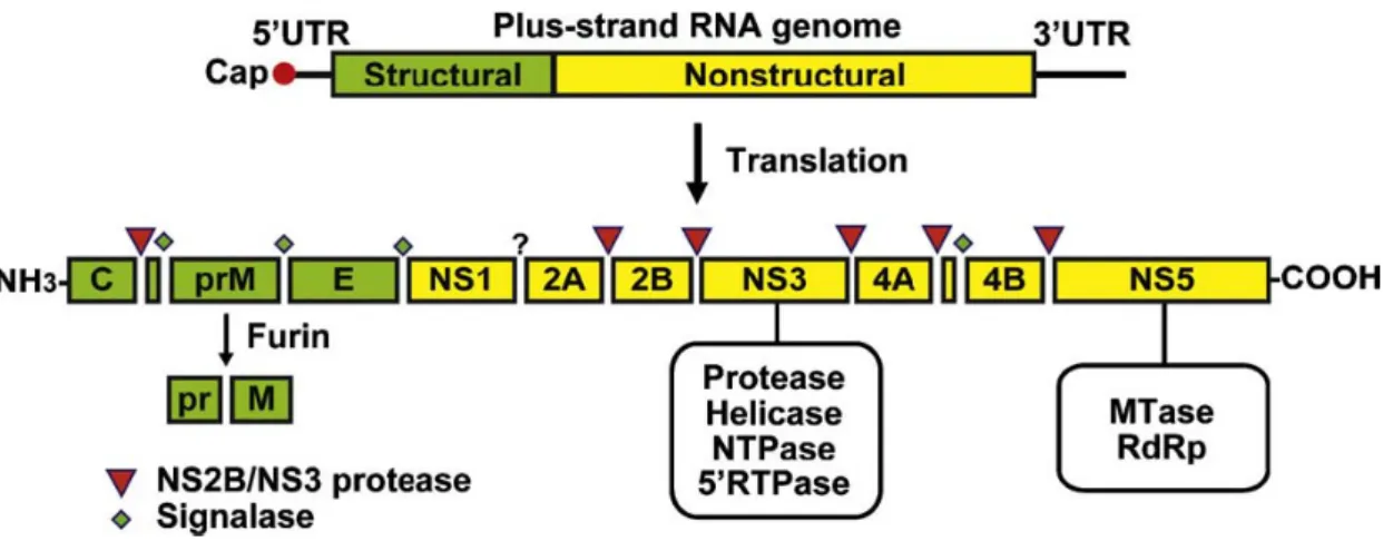 Fig. 1.3 Schematic representation of flavivirus genome organization and polyprotein  processing