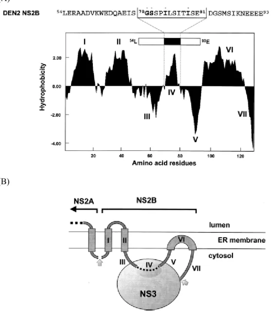 Fig. 1.5 NS2B hydrophobicity plots and a hypothetical model of NS2B-NS3pro  association with membranes