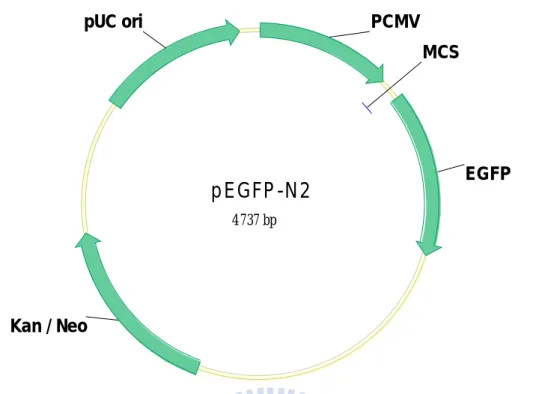 Fig. 3.1 Map of pEGFP-N2. The EGFP fragment was obtained by PCR reaction with  primers EGFP-F and EGFP-R