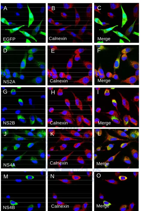 Fig. 3.4 Expression and colocalization of NS2A-EGFP, NS2B-EGFP, NS4A-EGFP, and  NS4B-EGFP with the cellular marker protein, calnexin