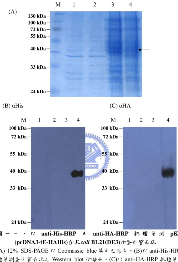 圖 十 一 、 以 anti-His-HRP 及 anti-HA-HRP 抗 體 偵 測 pKRY1  (pcDNA3-tE-HAHis)在 E.coli BL21(DE3)的蛋白質表現 