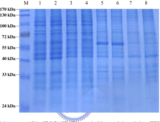 圖 十 八 、 以 12% SDS-PAGE Coomassie blue staining 分 析 pKRY1  (pcDNA3-tE-HAHis)在 BHK-21 cell 與 293T cell 中的蛋白質表現  lane 1 為 pcDNA3 質體轉染至 BHK21 之 total protein 的上清液； 