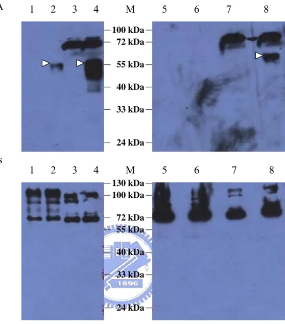 圖 十 九 、 以 anti-His-HRP 及 anti-HA-HRP 抗 體 偵 測 pKRY1  (pcDNA3-tE-HAHis)在 BHK-21 cell 與 293T cell 中的蛋白質表現  (A)以 anti-HA-HRP 抗體偵測蛋白質表現之 Western blot 的結果。 