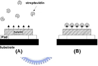 Fig. 2 Operation principle of the SiNW [4] 