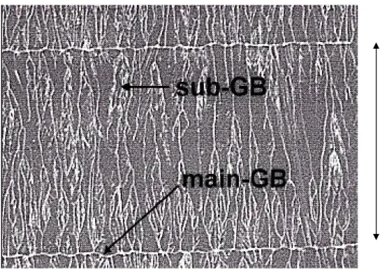 Fig. 2-2-3  The top view of a high-resolution scanning electron microscopy (SEM)  image of lateral-crystallized laser annealed poly-Si film