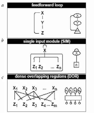 Figure 2. Network motifs found in the E.coli transcriptional regulation  network [11] 