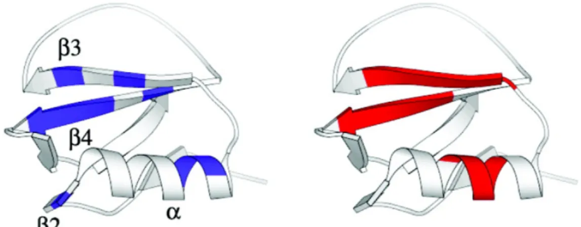 Figure 1.7 Spatial distribution of residues with the slowest exchanging protons (blue) and the  lowest conformational entropy (red) on the ribbon diagram of chymotrypsin inhibitor 2.