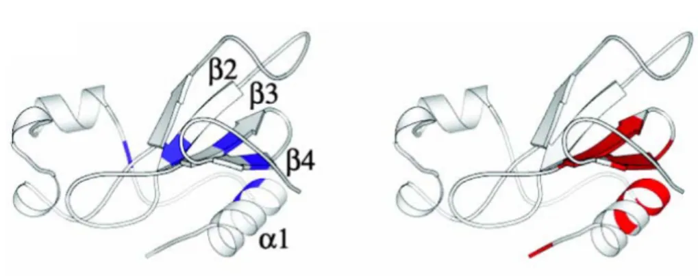 Figure  1.12  Spatial  distribution  of  residues  with  the  slowest  exchanging  protons  (blue)  and  the lowest conformational entropy (red) on the ribbon diagram of barnase.