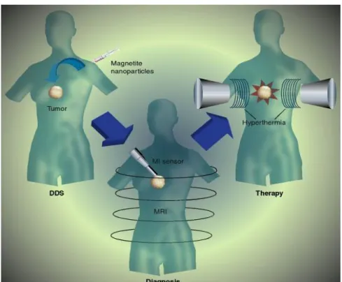 Figure 2.6 Magnetic nanoparticles for biomedical applications: (a) drug delivery, (b) diagnosis,  and (c) therapy by hyperthermia
