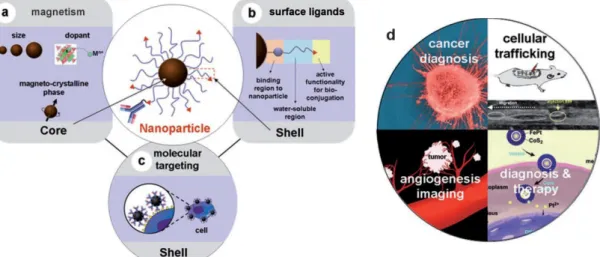 Figure  2. 8  Functionalized  MNPs  for  molecular  and  cellular  magnetic  resonance  imaging  (MRI)