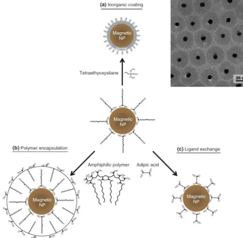 Figure  2.11  Three  types  of  surface  modification  schemes  for  magnetic  nanoparticles