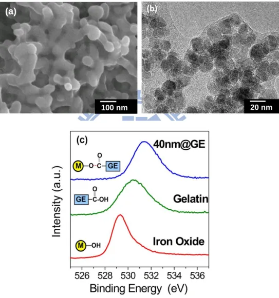 Figure  4.1  (a)  SEM,  (b)  TEM  and  (c)  XPS  analyses  of  ferrogels  composed  by  iron  oxide  nanoparticles and gelatin matrix