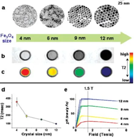 Figure 2.12 Nanoscale size effect of magnetic nanoparticles on magnetism and induced MR  signals. (a) TEM images of Fe3O4 nanoparticles of 4 to 6, 9, and 12 nm. (b) Size‐dependent  T2‐weighted  MR  images  of  magnetic  nanoparticles  in  aqueous  solution