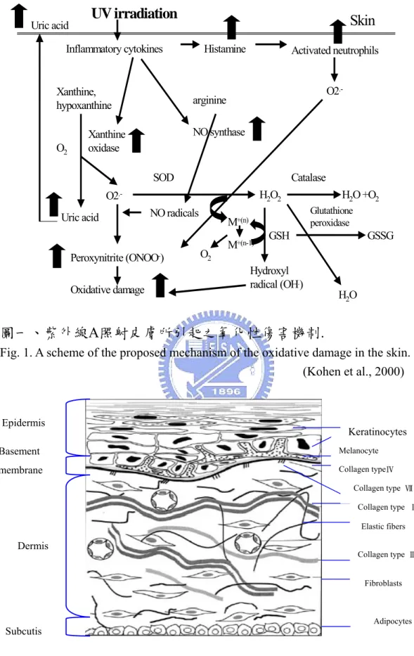 Fig. 1. A scheme of the proposed mechanism of the oxidative damage in the skin.                    