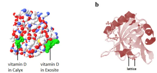 Figure 1. Crystal structure of β-lactoglobulin (β-LG) complexed with vitamin D-3. a) Space- Space-filling model showing specific ligand binding sites (calyx and exosite) and b) Ribbon-lattice  crystal structure of β-lactoglobulin