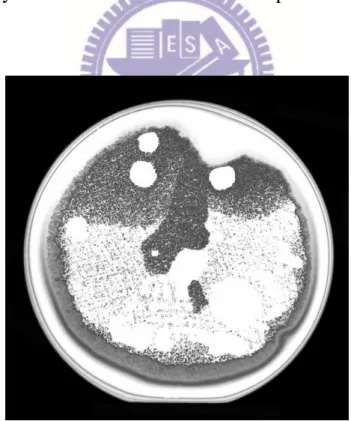 Figure 3-8 SAT image of wet oxide to LPCVD TEOS bonding under 40N,  250℃  and 30min by EVG 501 with modified clean pre-treatment 