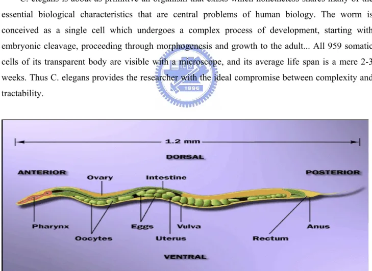 Fig 1 C.elegans anatomy 