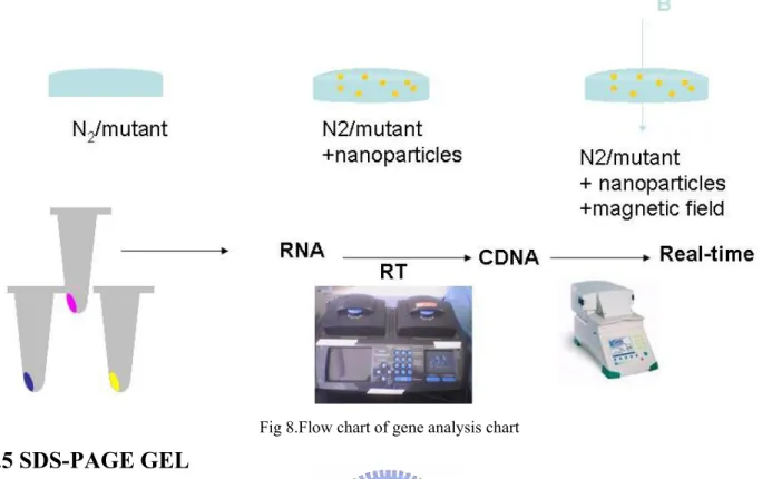 Fig 8.Flow chart of gene analysis chart 