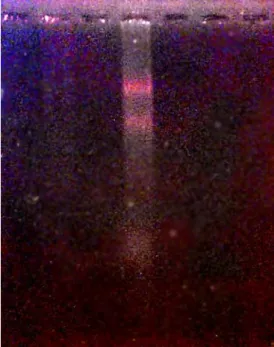 Fig 11 RNA quality gel 