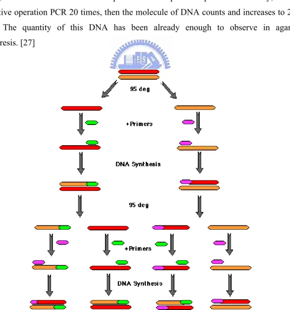 Fig 13.PCR principle 