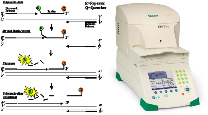 Fig 14. Real-time PCR principle 