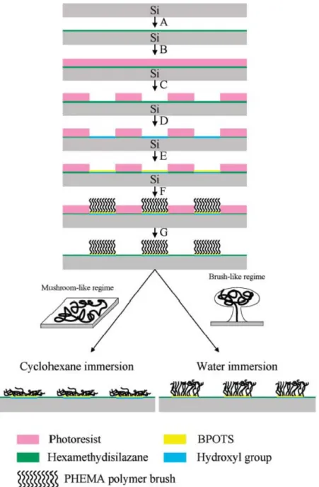 Fig 2. Schematic representation of the process used to fabricate surfaces chemically  nanopatterned with PHEMA brushes: (A) Si wafer treated with HMDS in a thermal  evaporator; (B) photoresist spincoated onto the Si surface presenting Si(CH3)3 groups; 