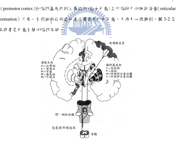 圖 3-2：膚電反應相關的腦部區域 