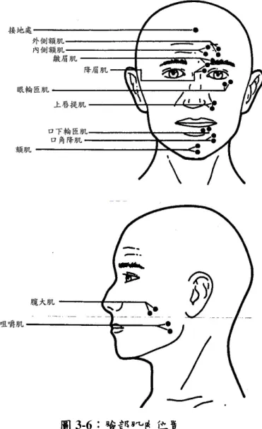 圖 3-6：臉部肌肉位置 