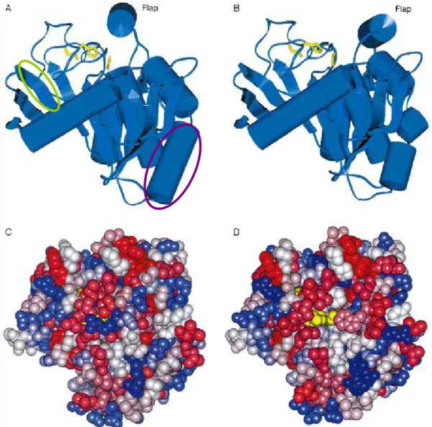 Figure 2-3 Structure of lipase in closed conformation (A, C) and open conformation  form (B, D)