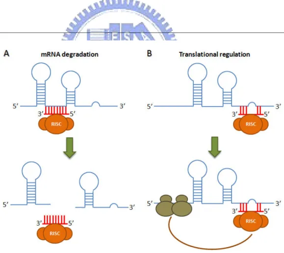 Figure 1.3 miRNA regulation functions. 