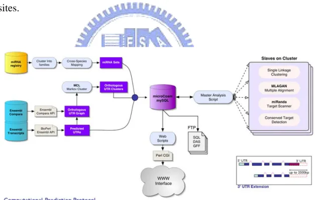 Figure 2.2 Computational prediction protocol of miRBase::Targets. 