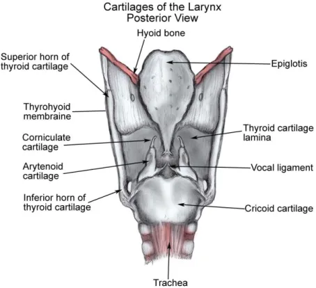 Figure 2. The larynx seen from the back and right side (adopted from Lai (2009)) 