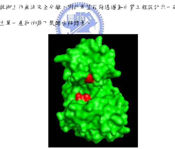 圖 1-3  Bacillus circulans MH-K1 Chitosanase 立體結構 