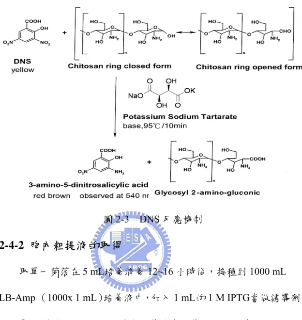 圖 2-3  DNS 反應機制  2-4-2  胞內粗提液的取得          取單一菌落在 5 mL培養液養 12~16 小時後，接種到 1000 mL  LB-Amp （1000x 1 mL）培養液中，加入 1 mL的 1 M IPTG當做誘導劑， 以 37 o C，轉速 115 rpm的條件在培養箱中培養 18~24 小時。          開始純化前，我們取 3 mL菌液以 14000 rpm離心，捨棄上清液， 加入 0.5 mL磷酸緩衝液溶解沈澱菌體，以超音波震盪（45W，60% pulse